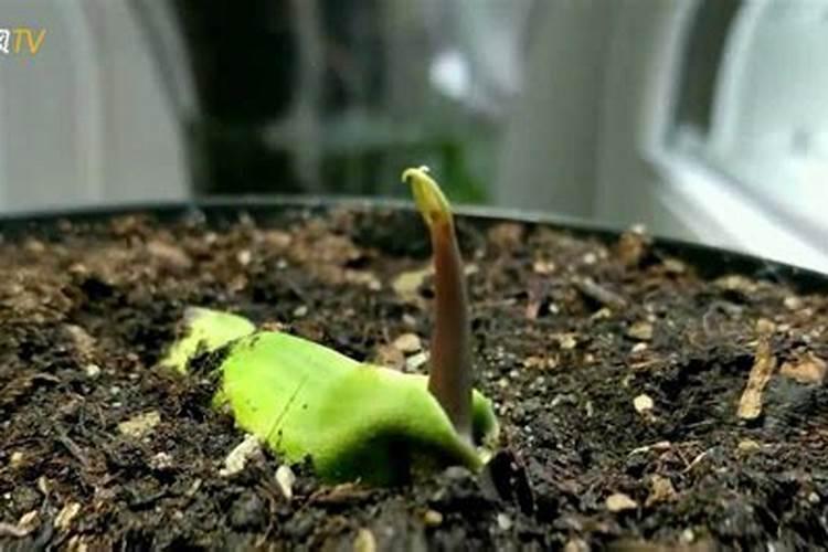 老师你好,这芒果嫁接成活发芽了,可是过了几天又枯萎死了,这是什么情况...