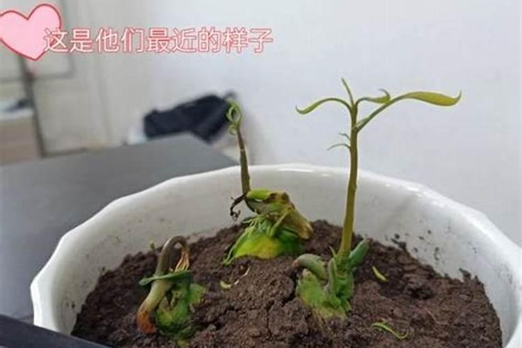 芒果树的管理关键在于营养的补充,要如何补充营养？