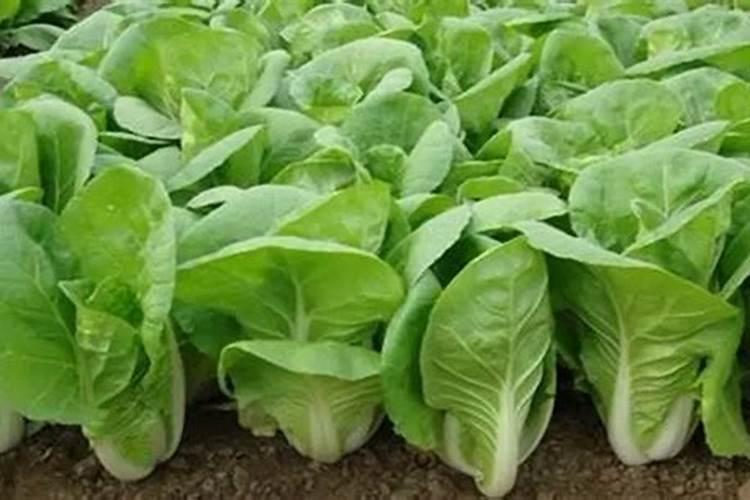 种植小白菜追肥的时候,用哪种肥料最好？