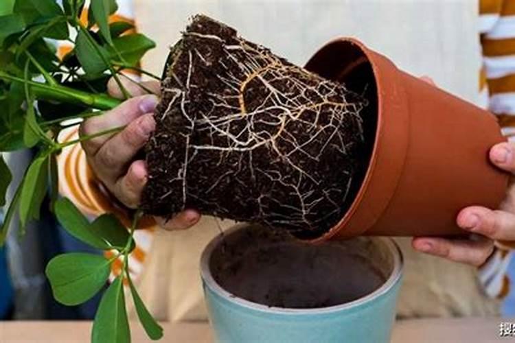 给花施肥的正确方法