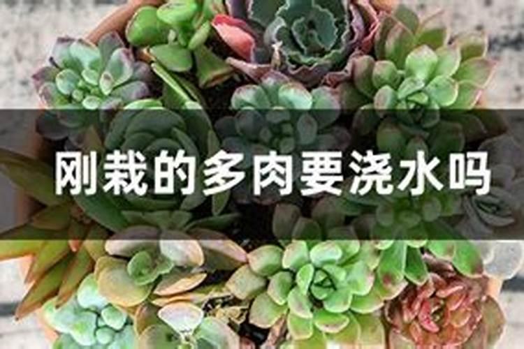 槟榔~高产的秘诀