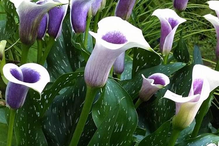 马蹄莲怎么过冬,提前施肥少浇水