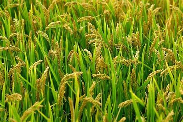 谷子拿出穗子还能喷叶面肥吗？