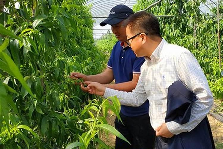 碗莲长出黑点怎么办,用什么药可以治好？