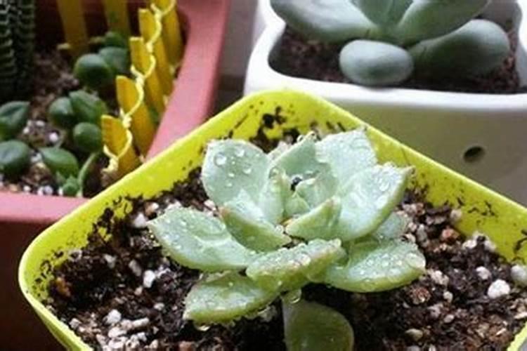 多肉浇叶面肥可以吗？