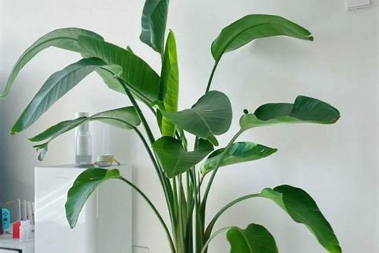 天堂鸟叶片枯黄发黑怎么办