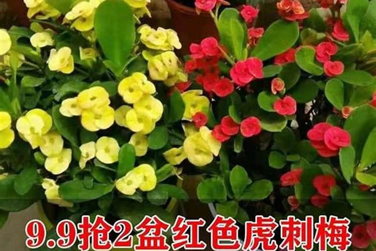 刺梅怎么施肥施多少