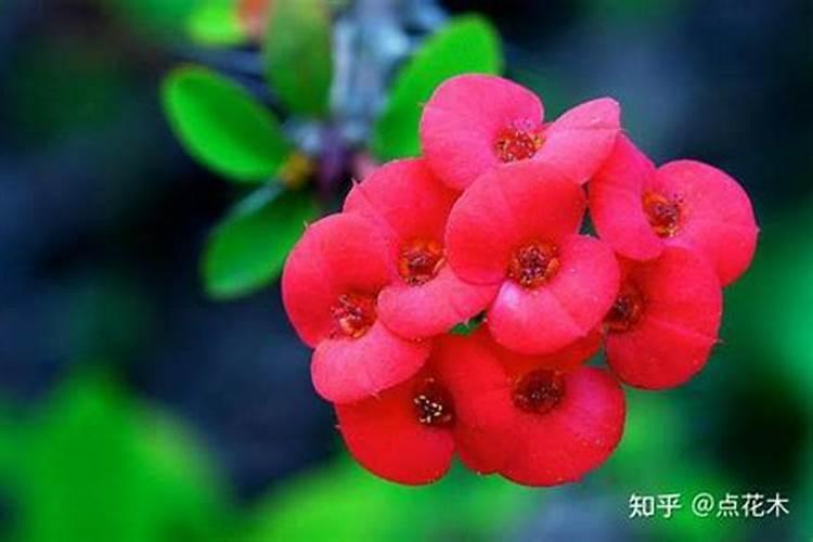 南天竹茉莉花刺梅小金桔柠檬都喂什么肥料？