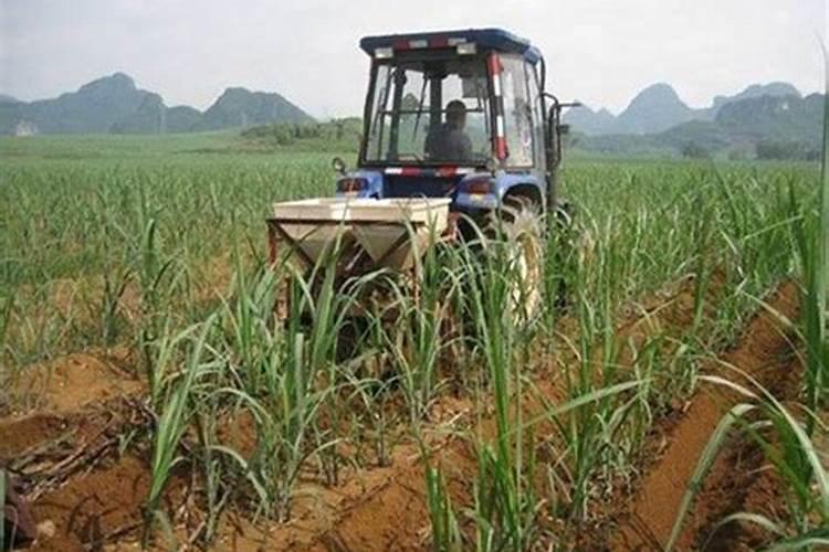 甘蔗施用的化肥种类和方法有哪些