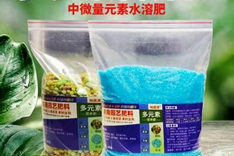 月季花苞多久施肥