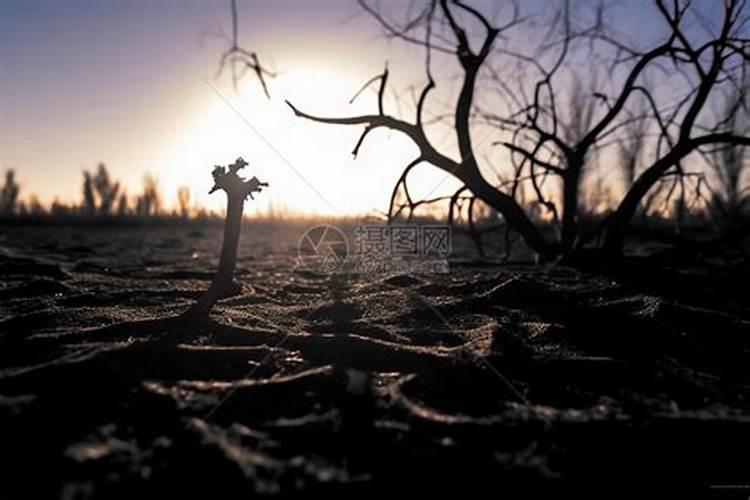 四季青草皮冬季发黄是怎么回事