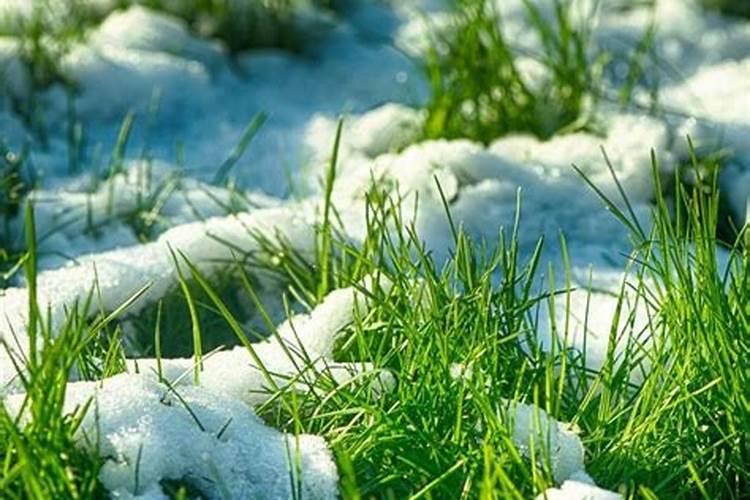 草皮黄了还能活吗