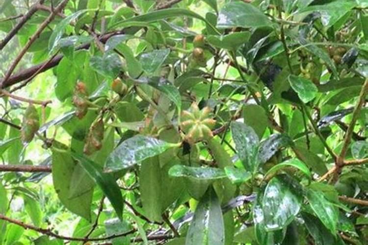 八角树的种植方法 注意这五点