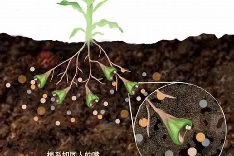 怎样施用肥料效果好