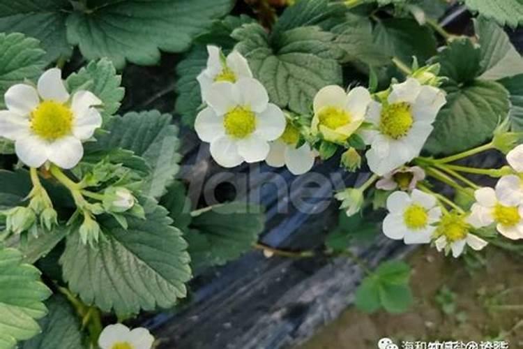 莲藕底肥放什么肥好(底肥施用方法)