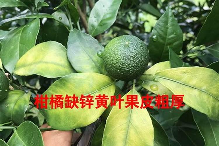 2025年9月19日尿素期货价格