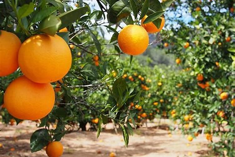 柑橘三月份如何管理