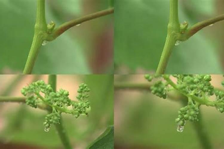 请问各位老师,如何提高葡萄的坐果率？谢谢