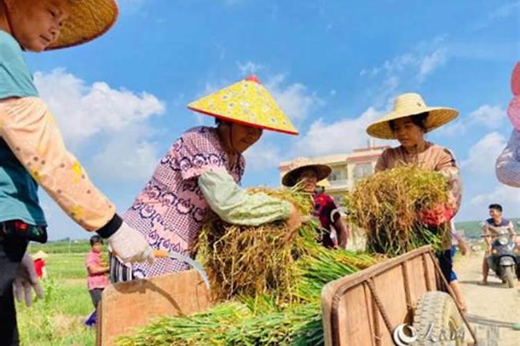 韭菜用什么肥料长的旺？腐植酸水溶肥怎么样？高产田间管理怎么做好百度...