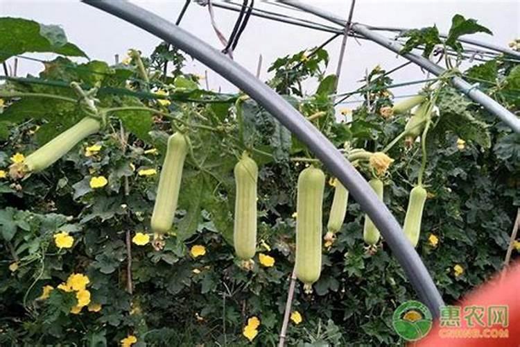 丝瓜种植管理技术和方法