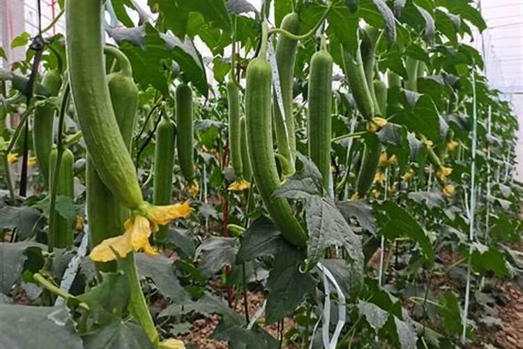 丝瓜追肥的正确方法