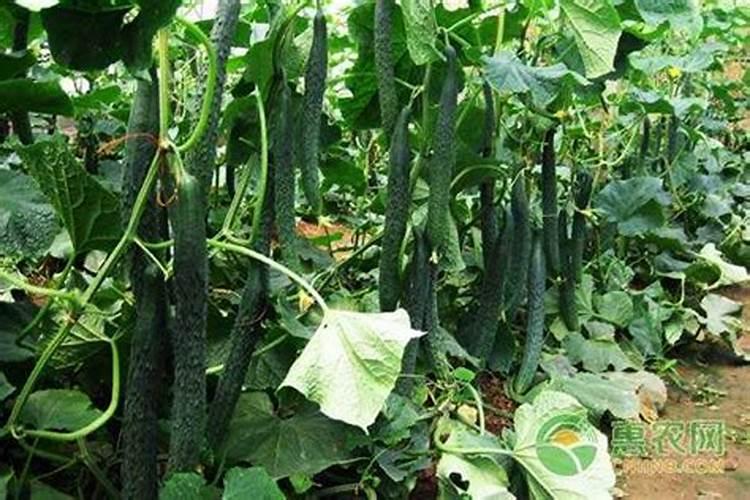 黄瓜膨大剂什么时候可以打？黄瓜打什么叶面肥长的快？