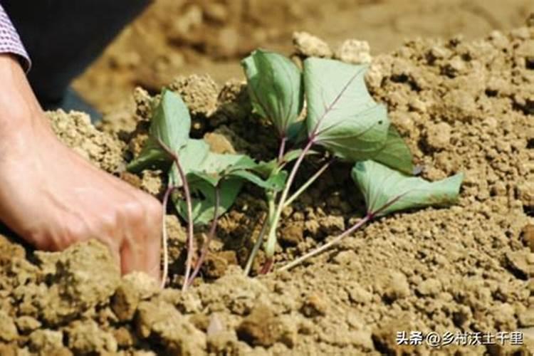 红薯底肥什么时候用最好？底肥怎么用能够提高产量？