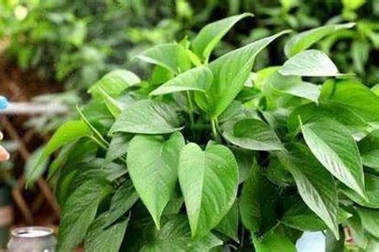 复合肥浇花怎么使用正确
