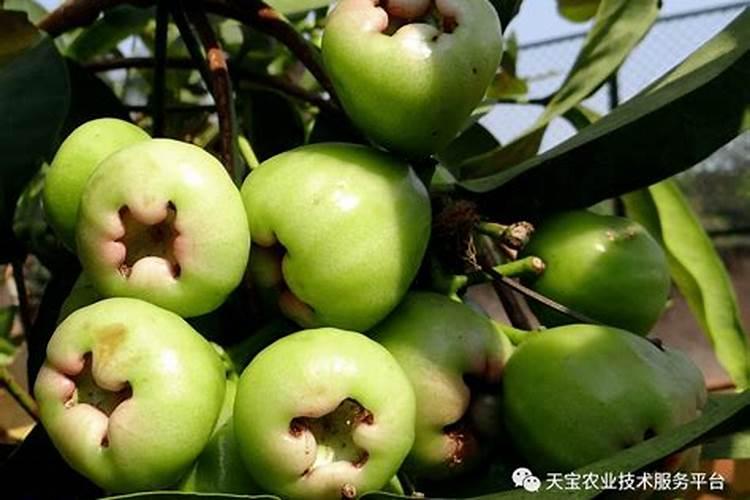 有机钙镁肥料莲雾树上用了有什么好处