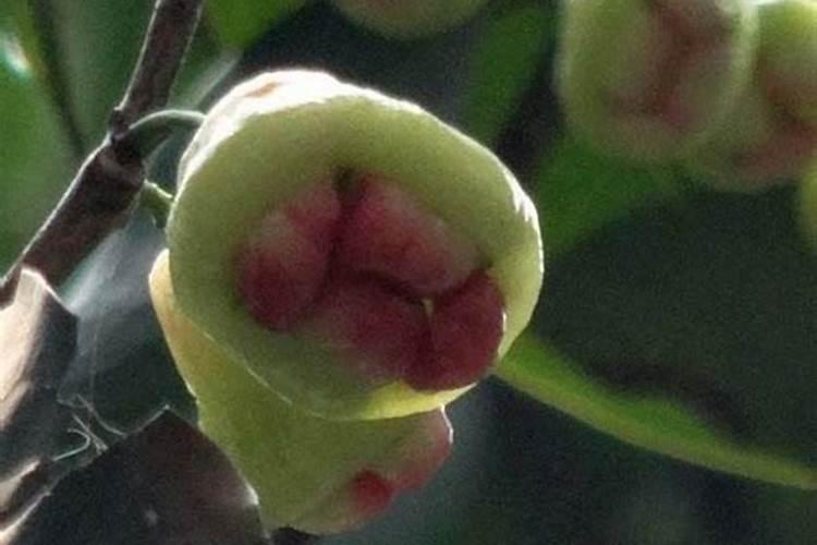 莲雾最怕什么病