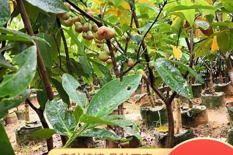 莲雾的种植技术