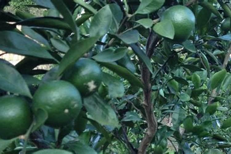 河北思标化肥有限公司怎么样？