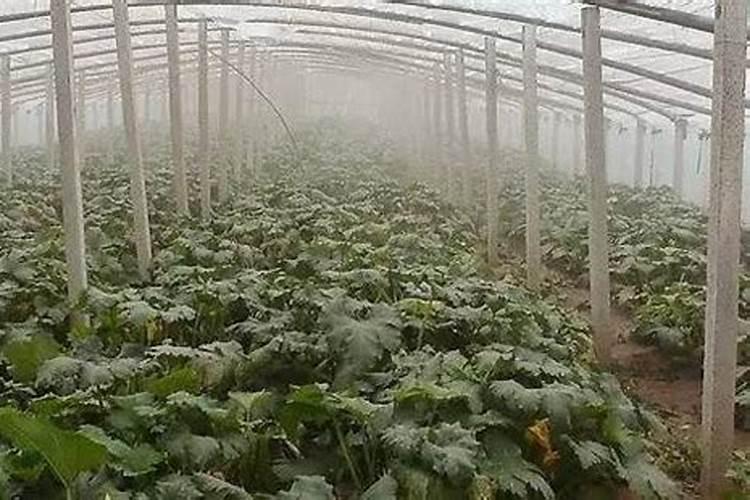 月季喷灌苯醚甲环唑后多久可以喷可杀得三千