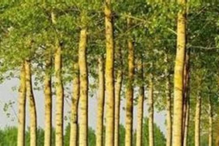 米兰花可以经常往叶子上喷水吗？