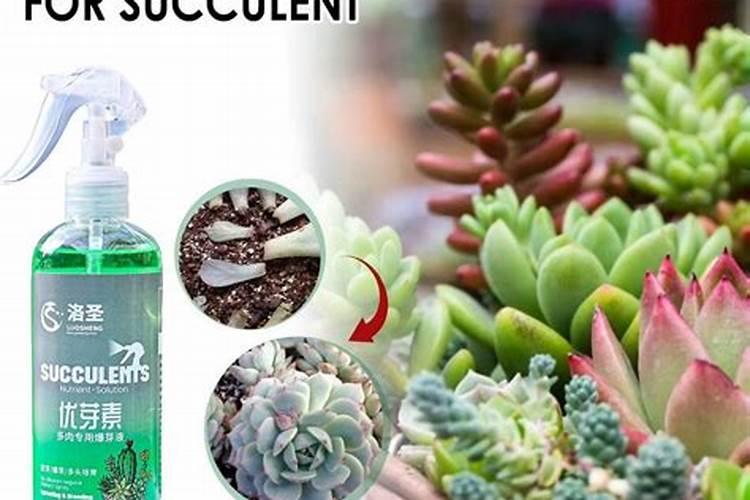 多肉植物施什么肥好