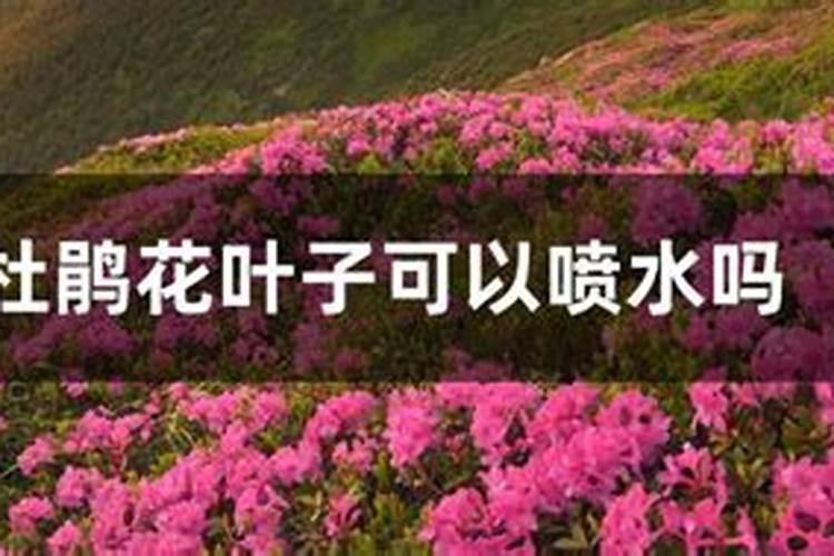 杜鹃花带芽怎么施肥？施肥需要水吗？