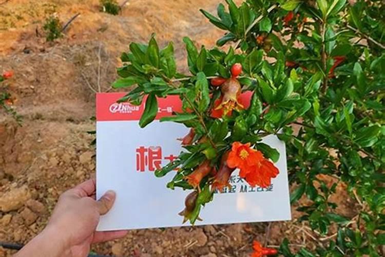 石榴树种植方法与管理技术要点