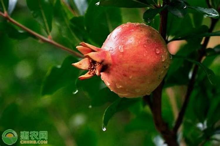 石榴树种植技术