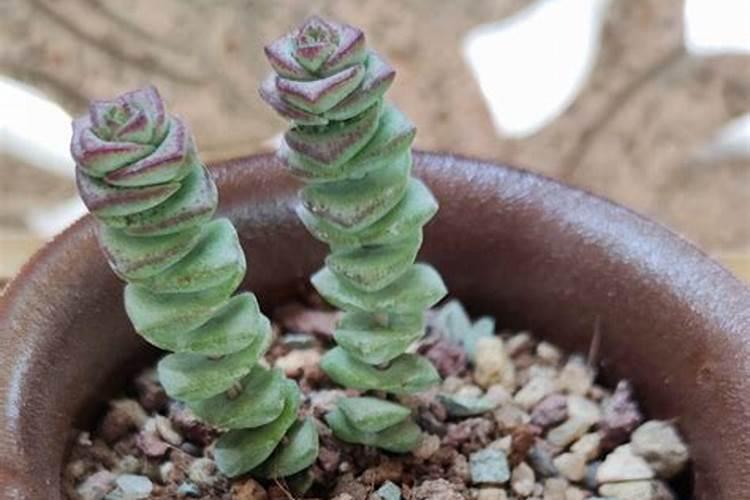 钱串怎么养殖方法