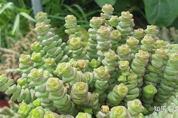 钱串子花应该施什么肥