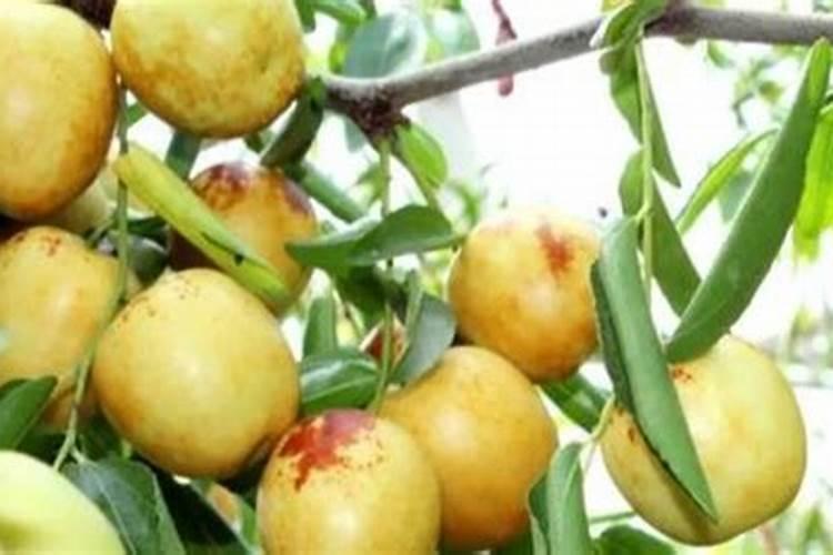 请问老师:第二年的枣树施什么化肥,一年施几次？