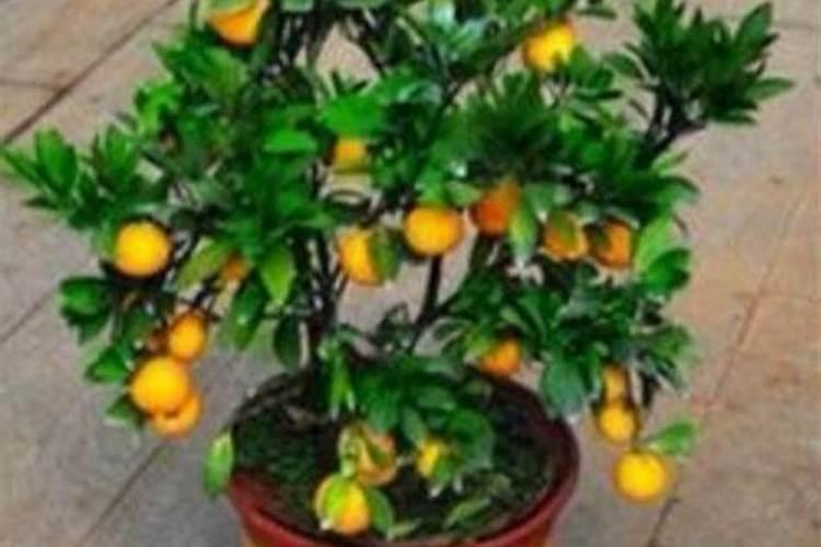 水溶肥料兑水比例是多少