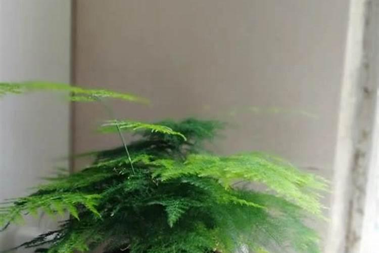 桃树控旺用什么药最好？