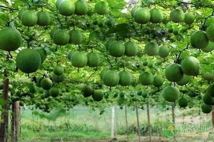 吊瓜子什么时候种植吊瓜子种植时间