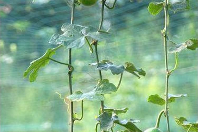 茶树与吊瓜立体高效栽培