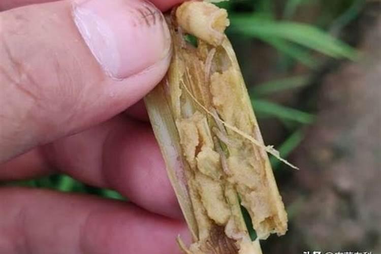 水稻苗床杀菌剂用什么最好？