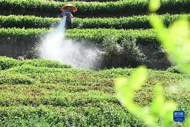 茶树叶片发生日灼怎么办？茶叶用什么叶面肥长得快？