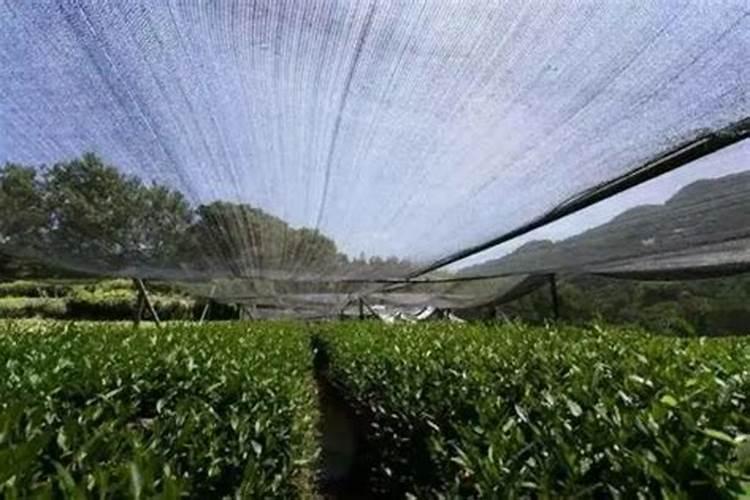 种茶叶如何喷施叶面肥好