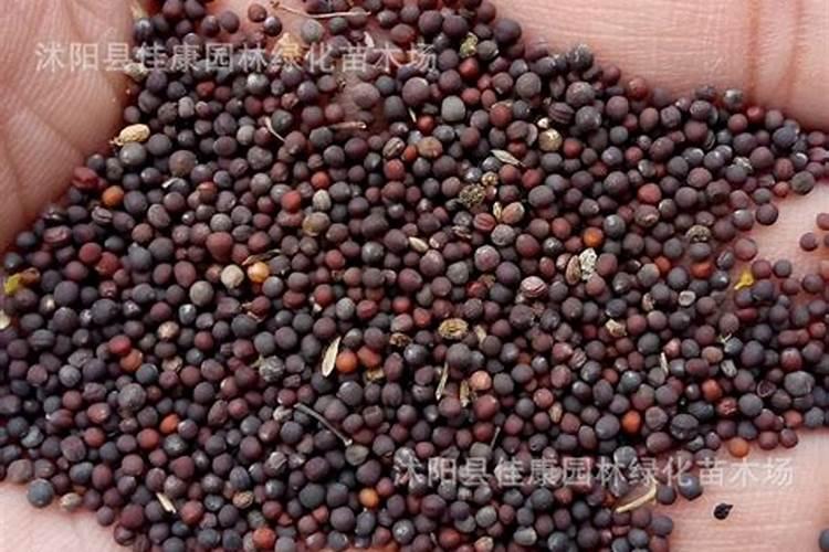 冬天种植什么蔬菜