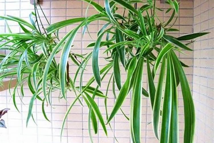 籽瓜种植时用肥须知要点是什么 硫酸锌1公斤